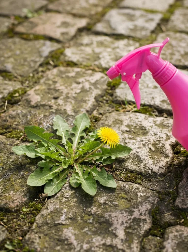 Gartenexperte verrät genialen Trick, um Unkraut zwischen den Platten im Handumdrehen zu entfernen